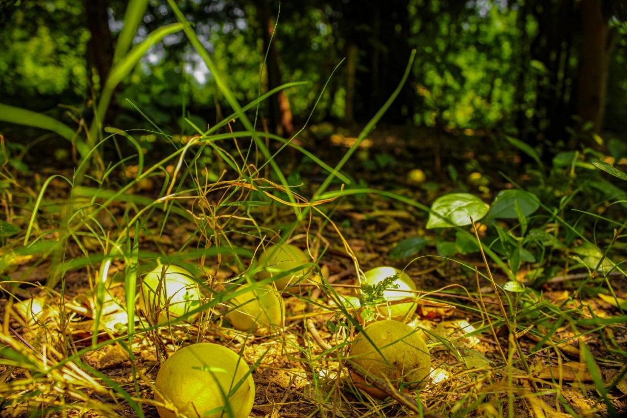 Panna Tiger Resort- Riverside Property Rājgarh Eksteriør bilde